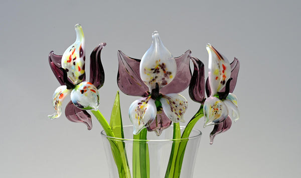 "Eclipse" Orchid Blooms