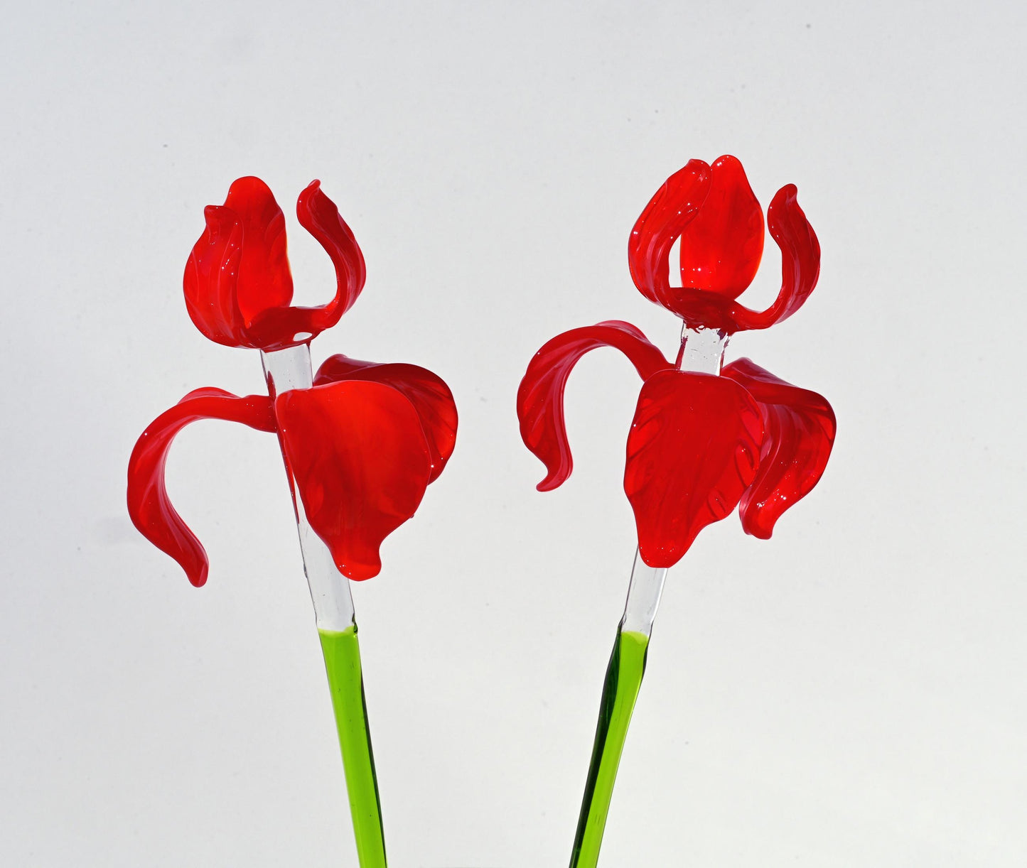 "Rivera" Extra-Long Red Iris