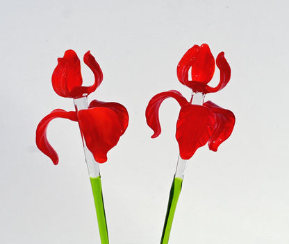 "Rivera" Extra-Long Red Iris