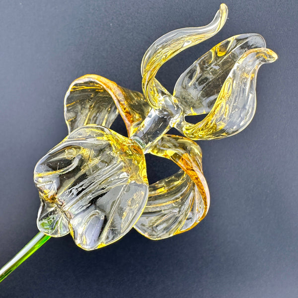 "Goldilocks" Gold & Transparent Iris