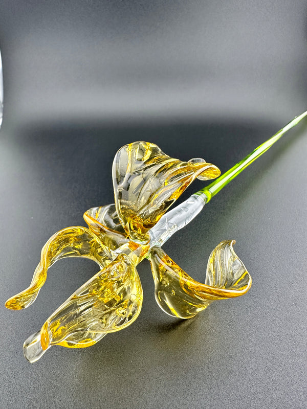 "Goldilocks" Gold & Transparent Iris