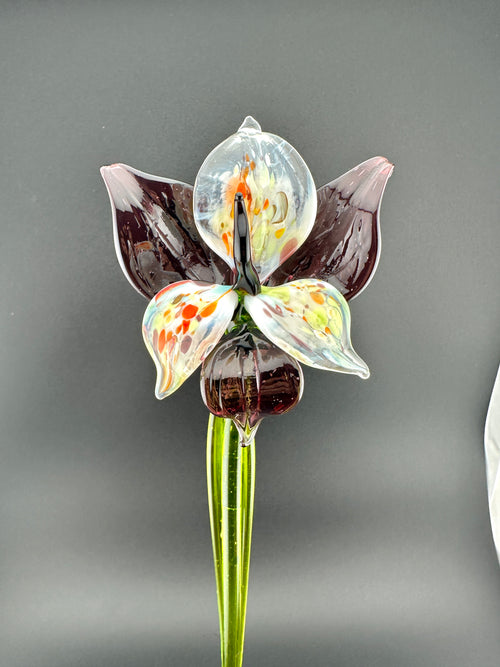 "Eclipse" Orchid Blooms