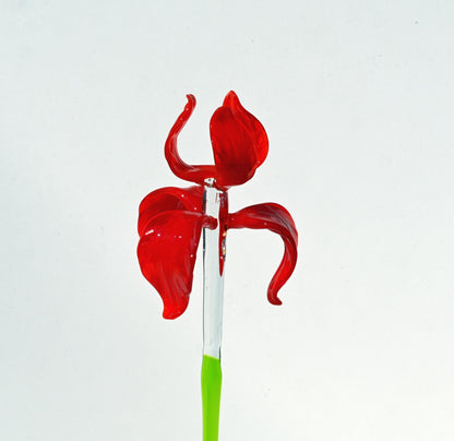 "Rivera" Extra-Long Red Iris