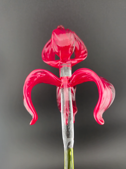 "Rivera" Extra-Long Red Iris